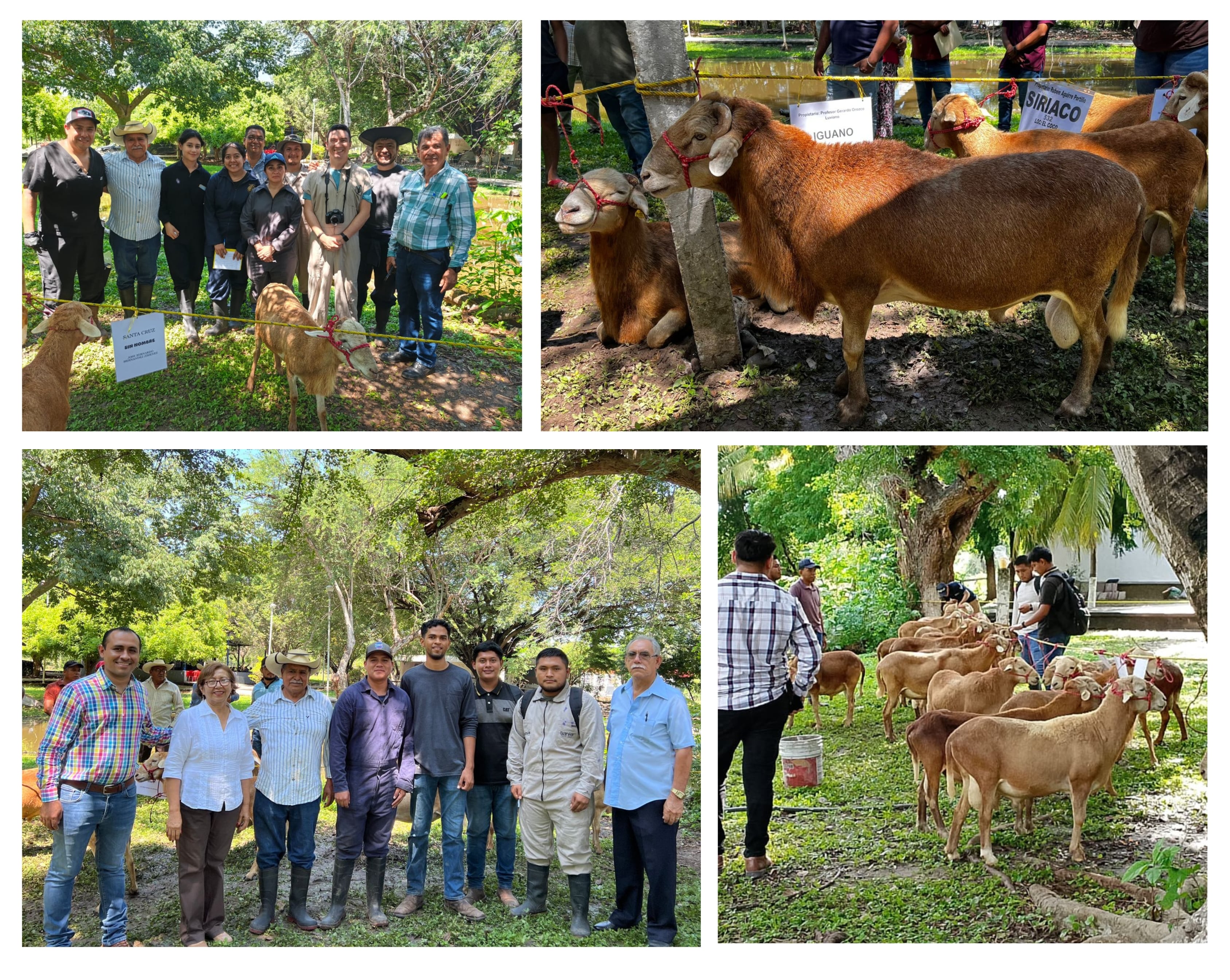ESPECIE OVINA MEVEZUG ES CREADA POR LA FMVZ DE LA UAGRO Y SE ESTUDIA EN EL 8vo ENCUENTRO DE PRODUCTORES DE OVINOS